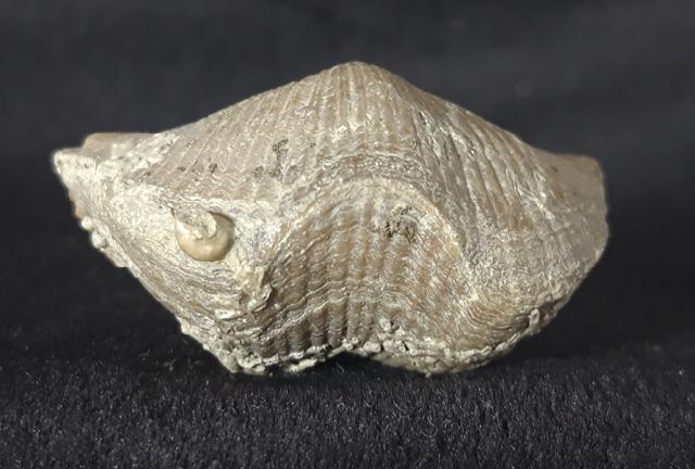 Cyrtospirifer rudkinensis (LJASCHENKO 1959) - Bild &copy; FossNet FossilienStore